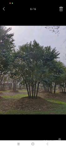 60公分(5杆)丛生女贞