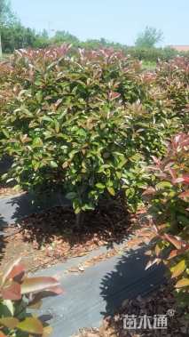 100公分红叶石楠