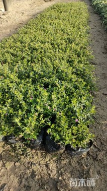 高度15厘米满天星