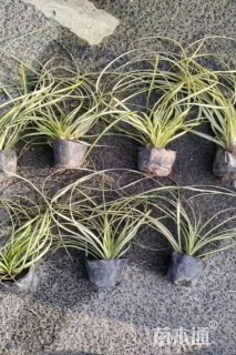 高度20厘米金叶苔草