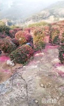 高度160厘米茶梅柱