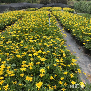 高度80厘米木春菊