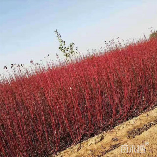 高度120厘米红瑞木