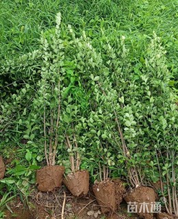 高度50厘米火棘