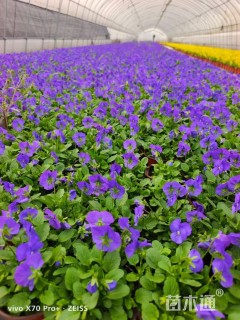 高度10厘米角堇