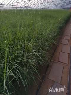 高度30厘米大布尼狼尾草