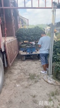 冠幅70厘米茶梅球