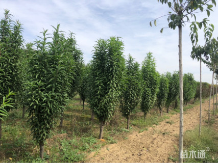10公分龙柱碧桃