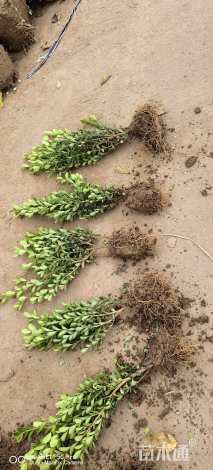 冠幅20厘米小叶黄杨球