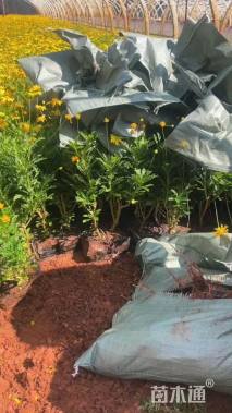 高度20厘米木春菊