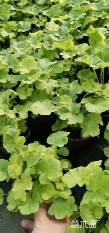 高度15厘米矾根