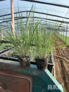 高度15厘米糖蜜草