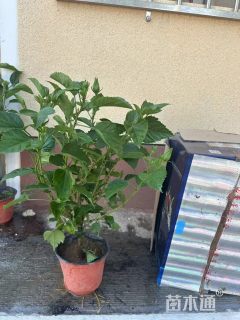 高度40厘米紫牡丹