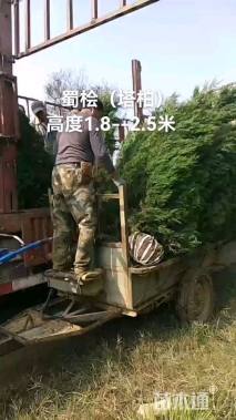 高度250厘米蜀桧