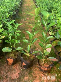 高度35厘米大叶黄杨小苗