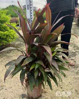 高度60厘米朱蕉