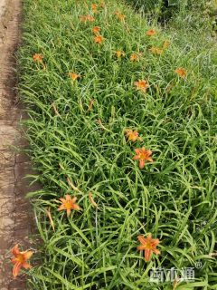 高度20厘米大花萱草