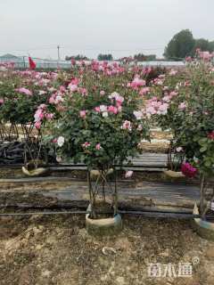 高度40厘米月季