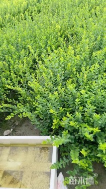 40厘米小叶扶芳藤