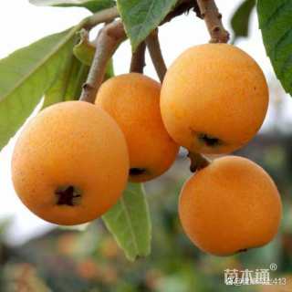 2公分大五星枇杷苗