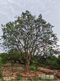 25公分(3杆)丛生香橼