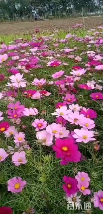 高度20厘米波斯菊