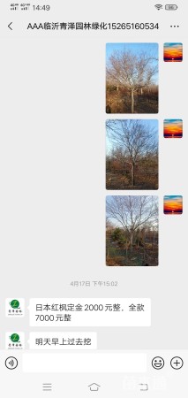 18公分日本红枫