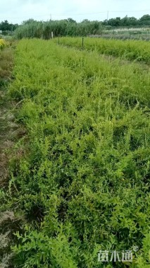 高度40厘米喷雪花