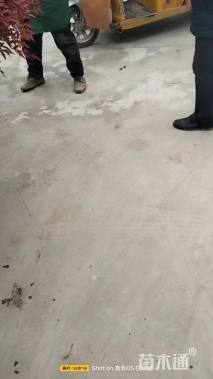 高度30厘米火焰南天竹