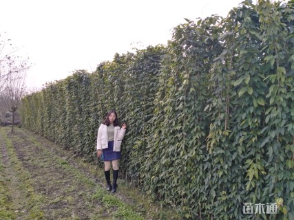 油麻藤