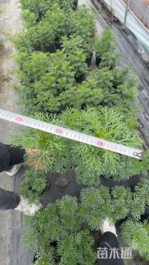 高度30厘米玛格丽特花