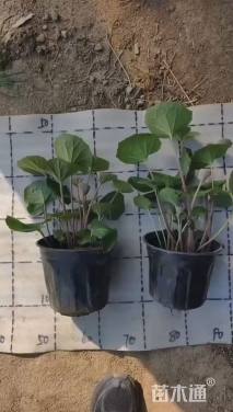 高度30厘米大吴风草