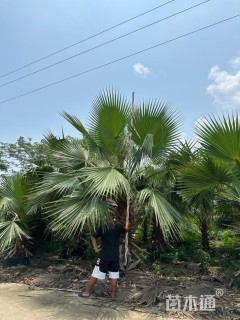 裸干高300厘米华棕