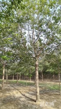 18公分朴树