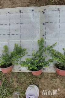 高度20厘米亮绿忍冬