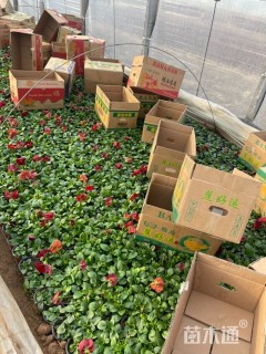 高度8厘米三色堇