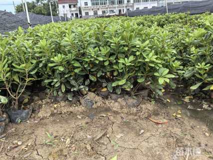 高度35厘米海桐