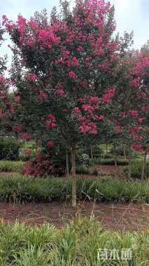 高度400厘米天鹅绒紫薇