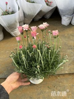 高度30厘米雏菊