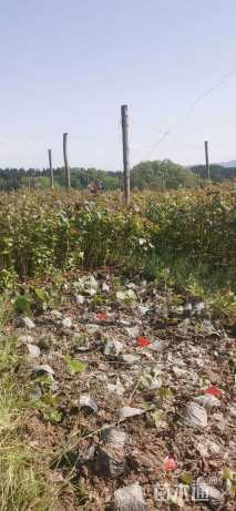 高度60厘米枫香小苗