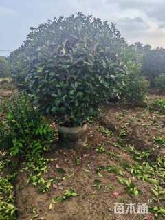 冠幅120厘米红叶石楠球