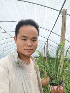 高度20厘米肾蕨