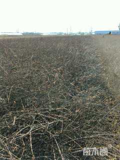 高度50厘米迎春花