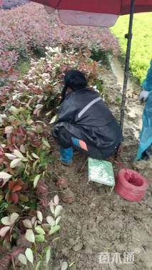 高度50厘米红叶石楠小苗