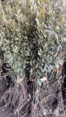 高度40厘米金边黄杨