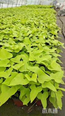 高度15厘米金叶甘薯