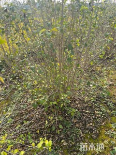 高度180厘米丛生木槿