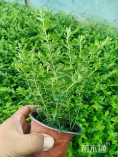 高度30厘米萼距花