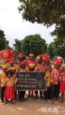 高度20厘米海芋