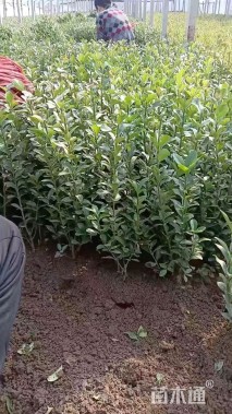 高度50厘米大叶黄杨小苗